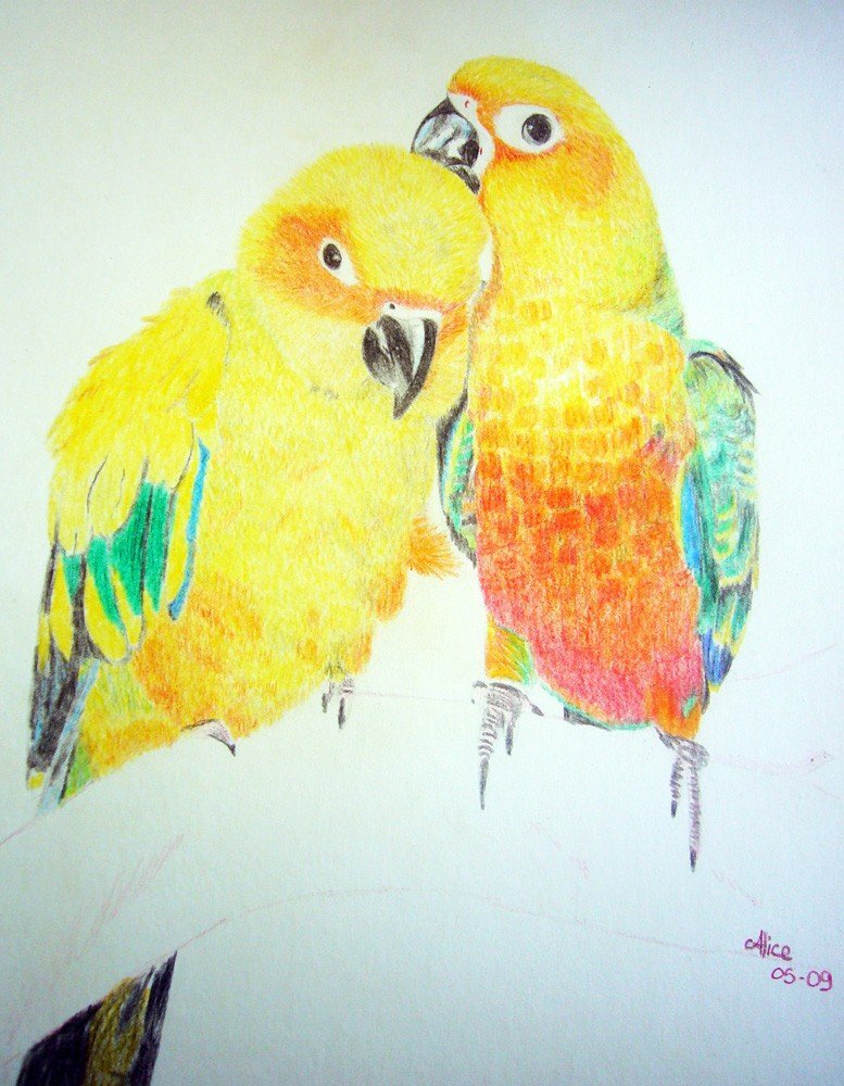 Perroquets Conures aux crayons de couleurs