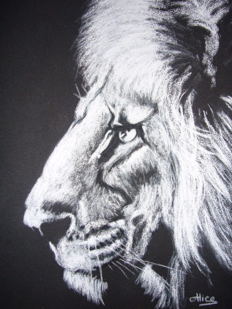 Lion au pastels secs, en noir et blanc