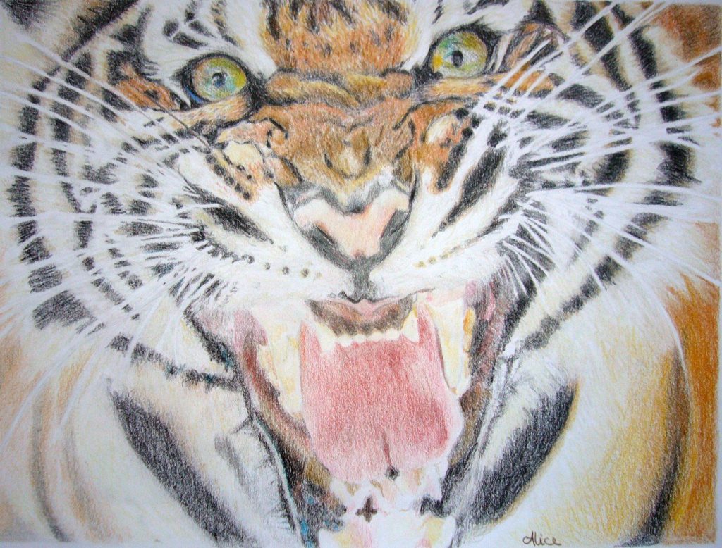 Roarrrr, tigre aux crayons de couleur, par Alice Gerfault