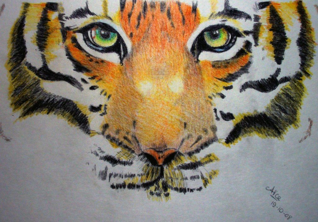 Tigre, dessin aux crayons de couleur, par Alice Gerfault